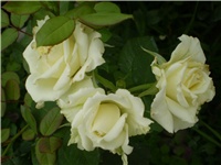 4f2c7de4-Picture 4766.jpg